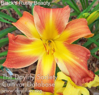 Daylily Black's Rusty Beauty